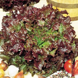 Laitue à feuille de chêne Red Salad Bowl