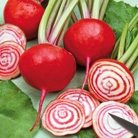 Betterave rouge Chioggia