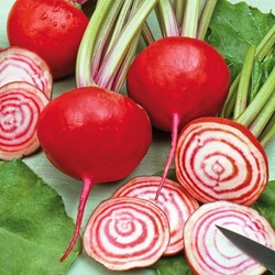 Betterave rouge Chioggia