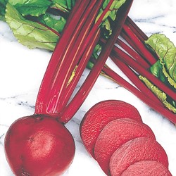 Betterave rouge Kogel 2 Storuman EKO