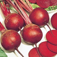Betterave rouge Kogel 2