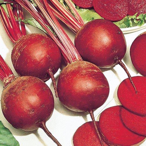 Betterave rouge Kogel 2