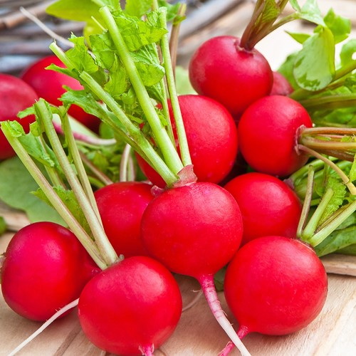 Radis Raxe, rond rouge EKO - Raphanus