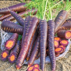 Wortel Purple Haze F1 - Daucus carota