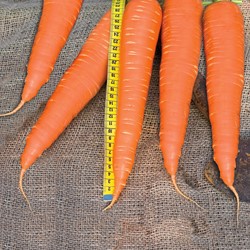 Carrot de colmar a coeur rouge 2 amelioré EKO