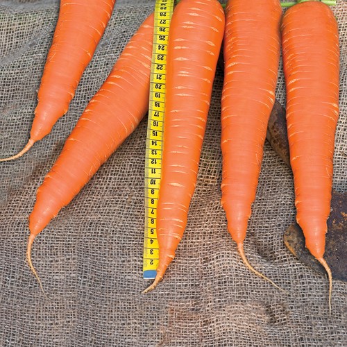 Carrot de colmar a coeur rouge 2 amelioré EKO