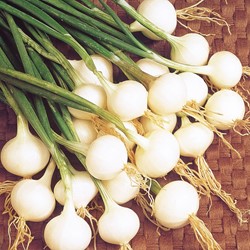 Oignon blanc extra hâtif de Barletta