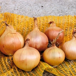 Oignons Sturon EKO