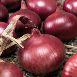 Oignon rouge foncé De Brunswick