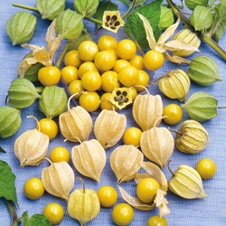 Coqueret comestible Du Perou SunFruit
