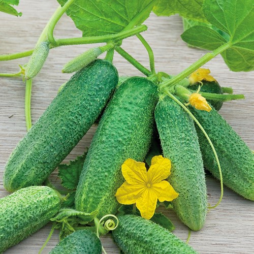 Cornichon Vert Petit de Paris