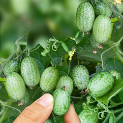 Petit cornichon du Mexique