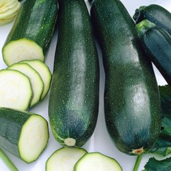 Courgette, Courge d Italie Black Beauty EKO