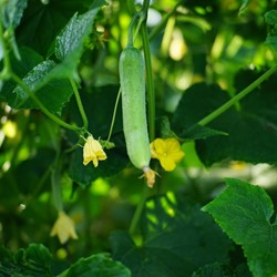 Concombre Patio Snacker F1