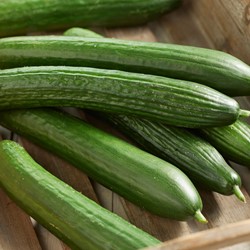 Concombre Louisa F1 - Cucumis Sativus