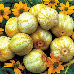 Concombre (rond) True Lemon