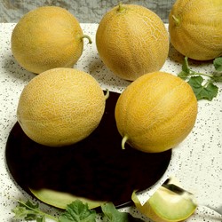 Melon sucrin Outdoor Wonder F1 (Cucumis melo)
