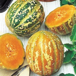 Melon ananas Oranje Ananas