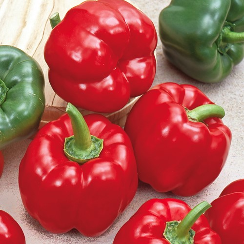 Paprika California Wonder