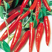 Peper Spaanse Cayenne Long Slim