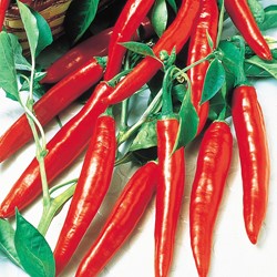 Peper Spaanse Cayenne Long Slim