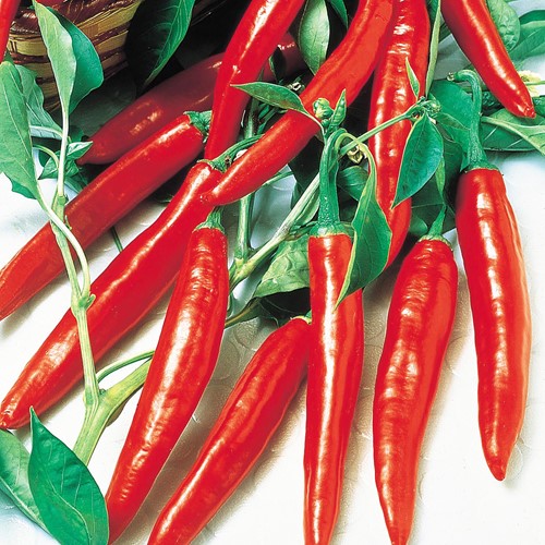Peper Spaanse Cayenne Long Slim
