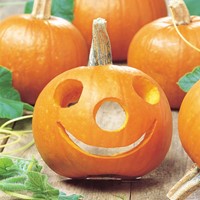 Potiron Spooktacular - Cucurbita