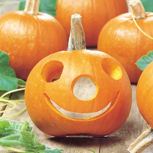 Potiron Spooktacular - Cucurbita