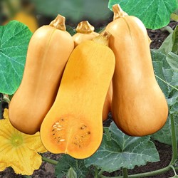 Noix de Beurre, Butternut Hercules F1
