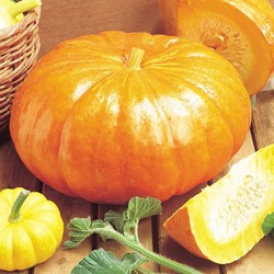 Potiron / Giraumon Rouge Vif d'Etampes - Cucurbita maxima