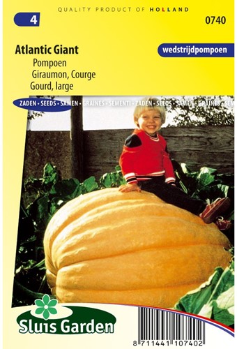 Potiron / Giraumon Atlantic Giant- Cucurbita maxima-2