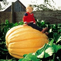 Potiron / Giraumon Atlantic Giant- Cucurbita maxima