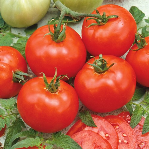 Tomate Moneymaker