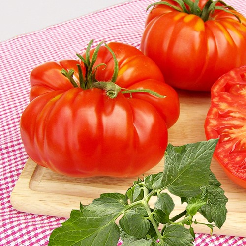 Tomate très gros fruits Brutus - Lycopersicon
