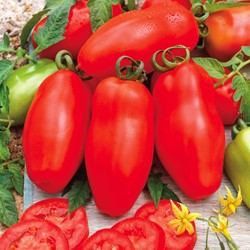 Tomaat San Marzano 3