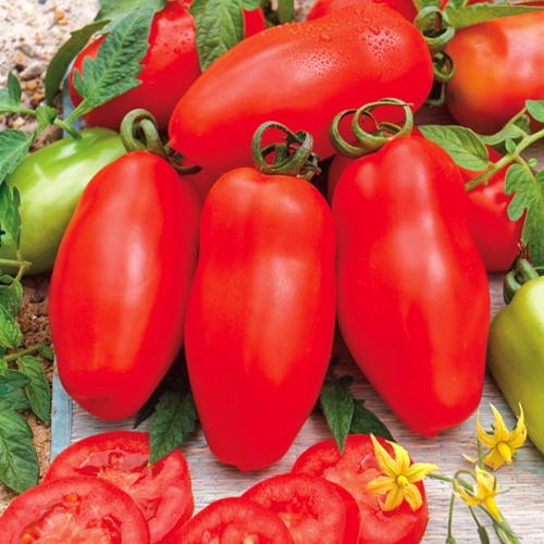 Tomaat San Marzano 3