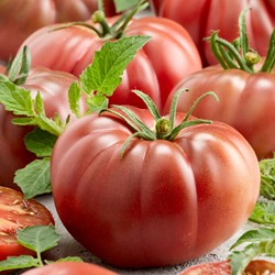 Tomate Noire de Crimée - Lycopersicon