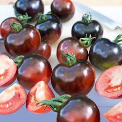 Tomate Indigo Rose