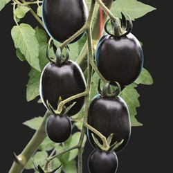 Tomate Nightshade F1 PRO