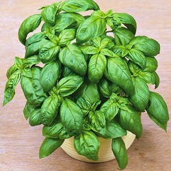 Basil Grand vert
