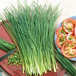Ciboulette appétits