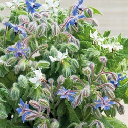 Bourrache Bleu et Blanche