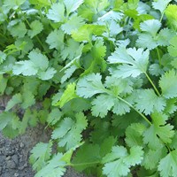 Coriandre Marino - Coriandrum sativum EKO