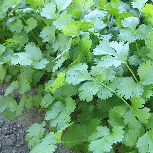Coriandre Marino - Coriandrum sativum EKO