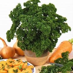 Persil nain frisée mousse 2 – Petroselinum crispum