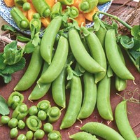 Peul Sugar Snap Delikett - Pisum sativum