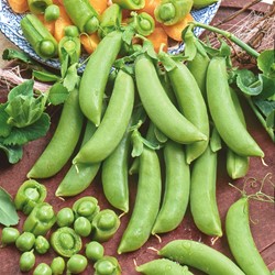 Pois Mangetout Delikett - Buzzy Patio Vegetables