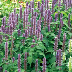 Hysope anisée foeniculum Blue Spike - Agastache