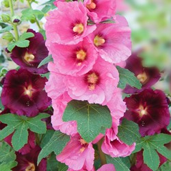 Rose Trémière simple à feuille de figuier Antwerp Stars mix - Alcea ficifolia