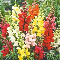 Muflier des Jardins demi-naine Rainbow mix